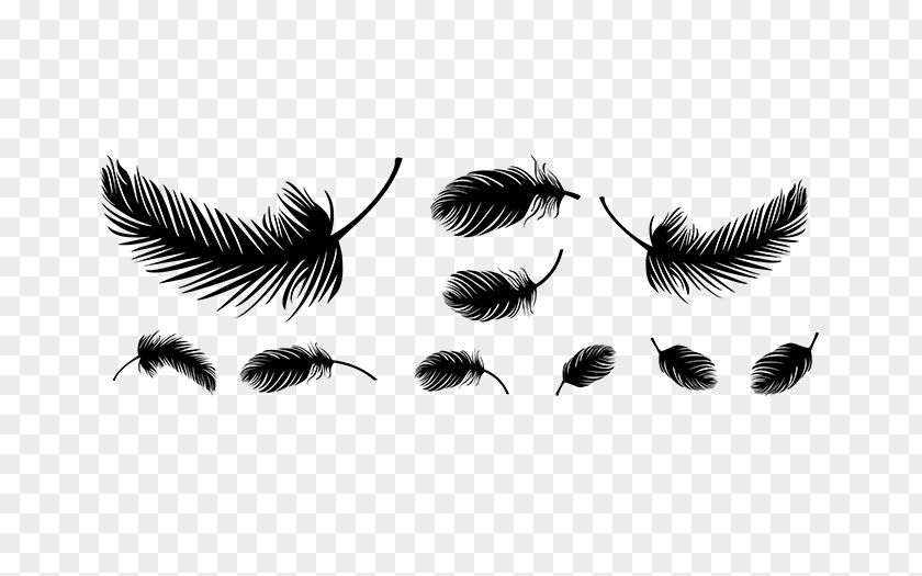 Bird Feather Insect Eyelash Membrane PNG