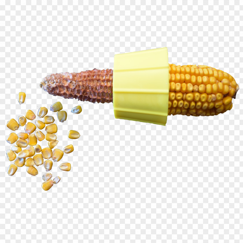 Corn Kernels On The Cob Field Maize Kernel PNG