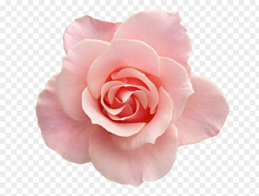 Flower Beach Rose Pink Garden Roses Stock Photography PNG