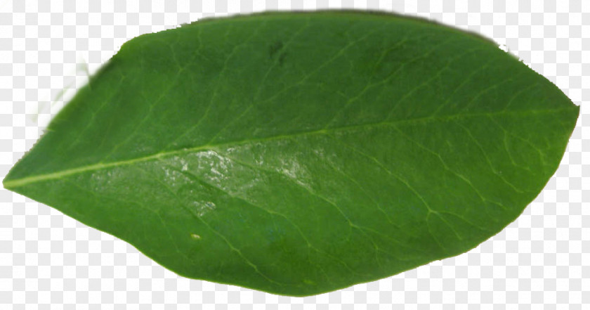 Moringa Drumstick Tree Leaf Plant Seedling PNG