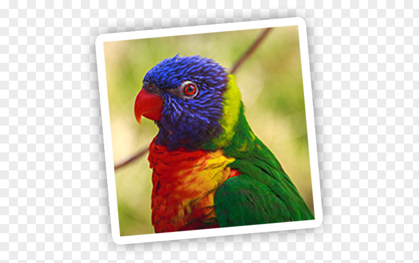 Parrot Bird Scarlet Macaw Conure PNG