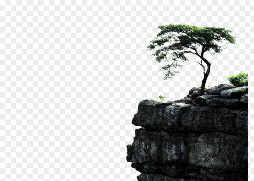 Tree Desktop Wallpaper Pine PNG