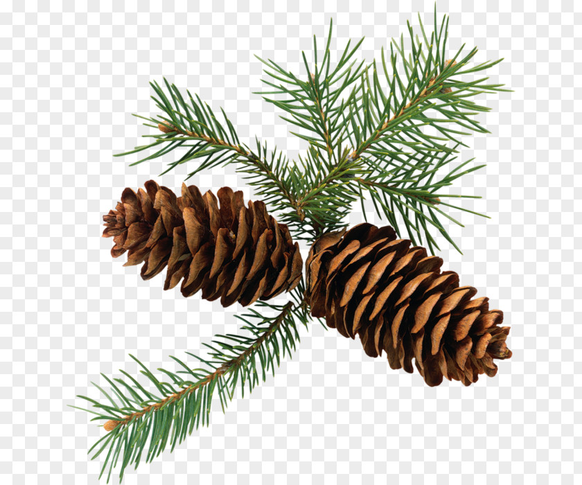 Conifer Cone Eastern White Pine Clip Art PNG