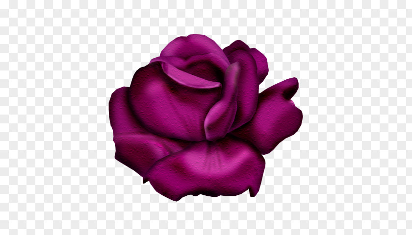 Garden Roses Flower Clip Art PNG