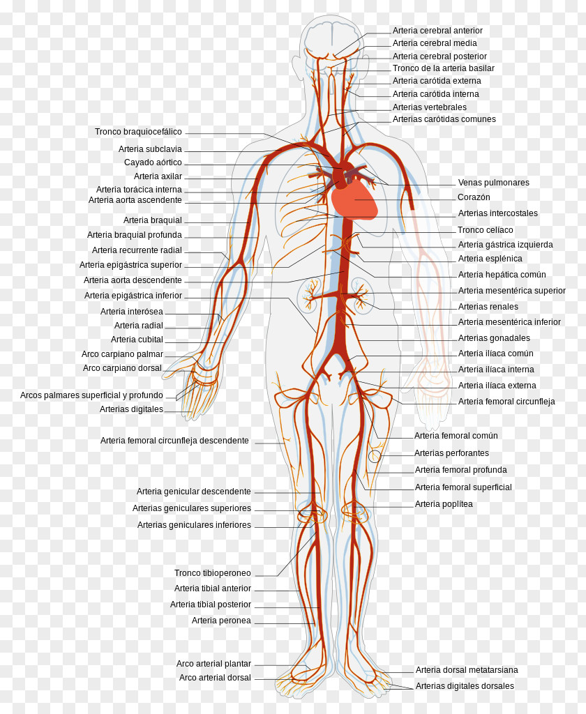 Heart Circulatory System Vein Artery Systemic Venous Human Body PNG