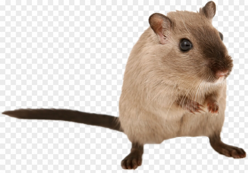 Rat & Mouse Gerbil Brown Rodent Hamster PNG
