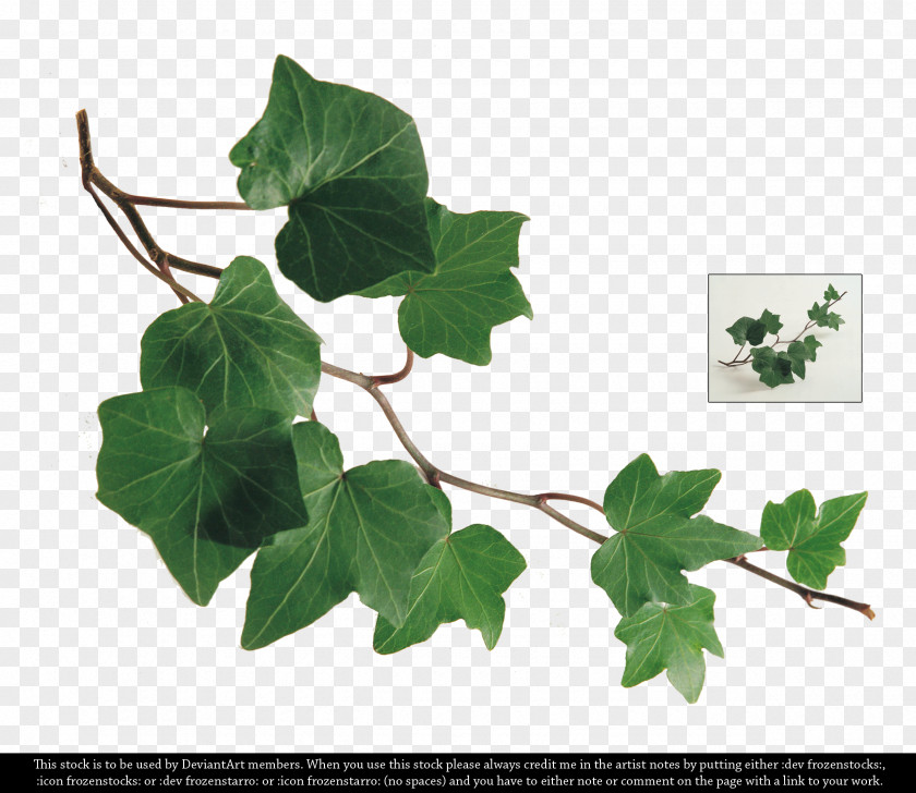 WATERCOLOR LEAF Common Ivy Leaf Plant Branch PNG