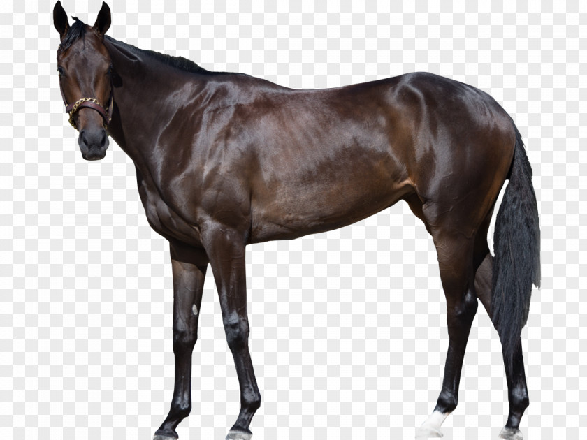 Belgian Warmblood Horse Shire Holsteiner Thoroughbred PNG