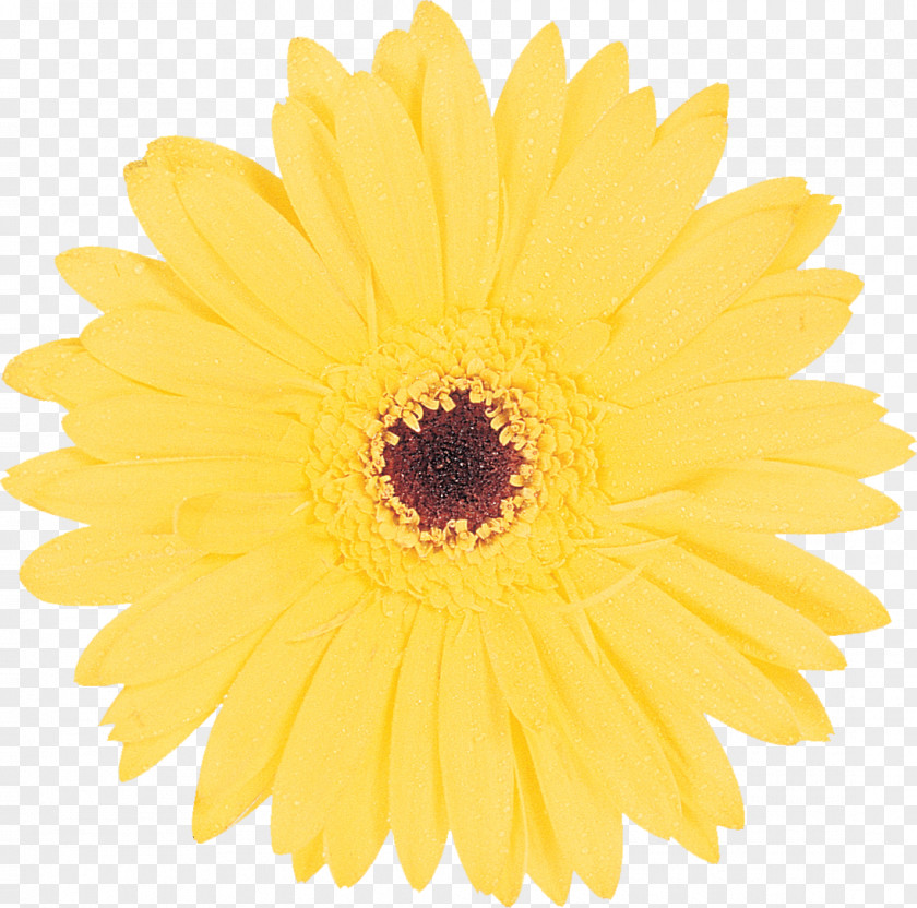 Common Daisy Transvaal Yellow Clip Art PNG