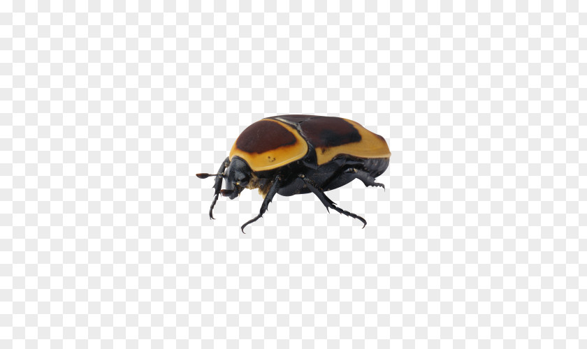 Insect Beetle Clip Art PNG