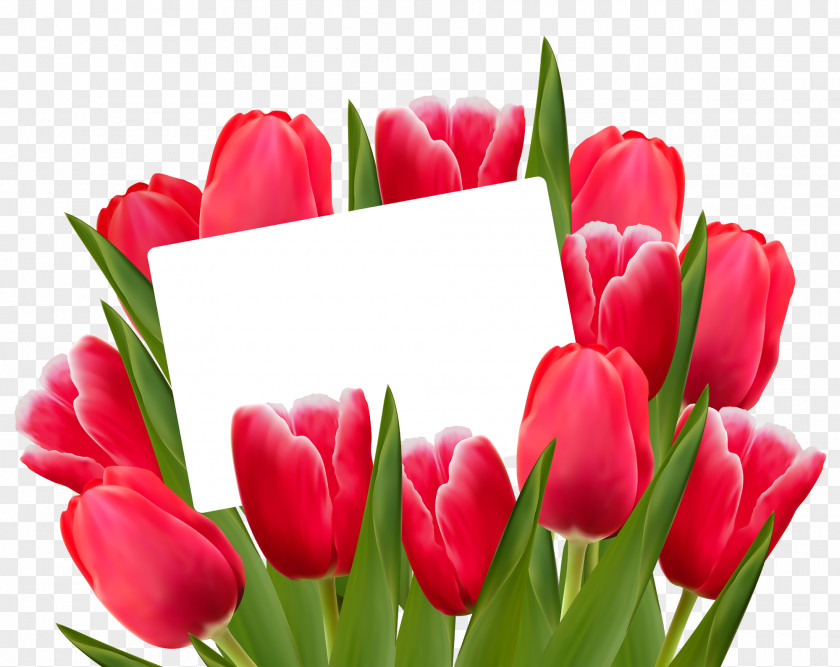 Tulip Flower Red Clip Art PNG