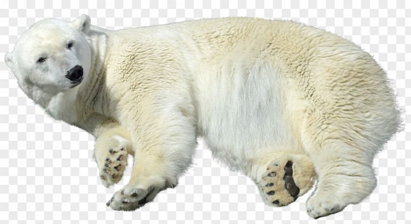 Polar Bear Arctic Care Animal PNG
