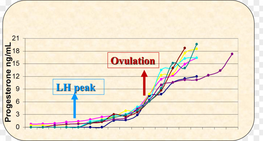 Dog Progesterone Canine Reproduction Ovulation Gestation PNG