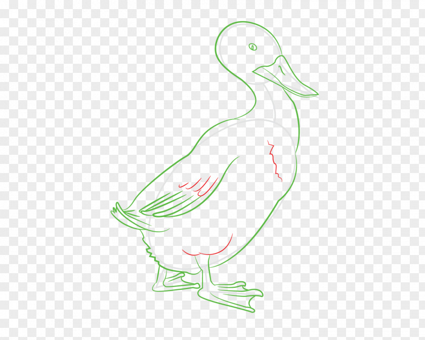 Duck Cygnini Seabird Beak Illustration PNG