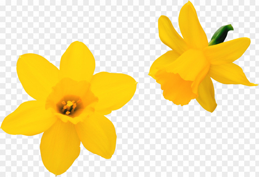 Marigold Flower Daffodil Clip Art PNG