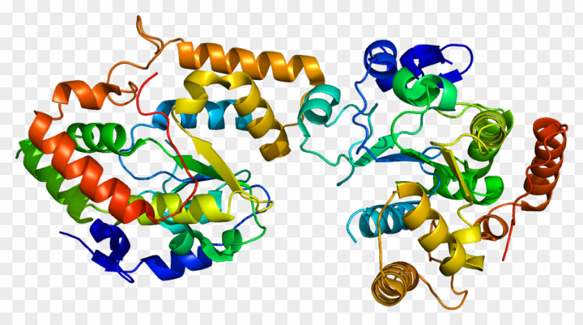 Cytochrome P450 Reductase Hemeprotein Nicotinamide Adenine Dinucleotide Phosphate PNG