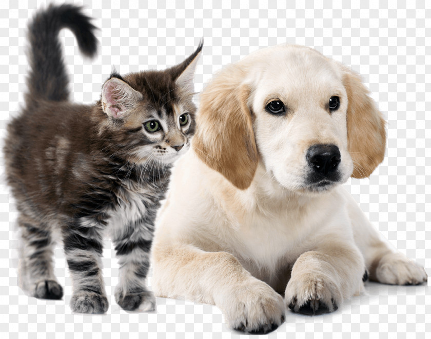 Golden Retriever Puppy Cat Whiskers Dog Breed PNG