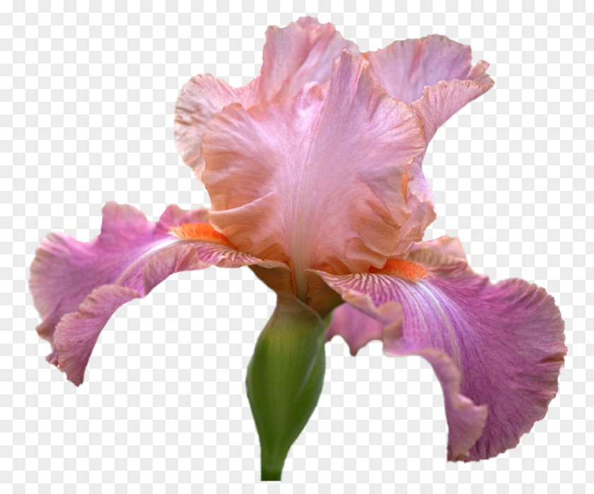 Iris Irises Cut Flowers Computer Mouse Cattleya Orchids PNG