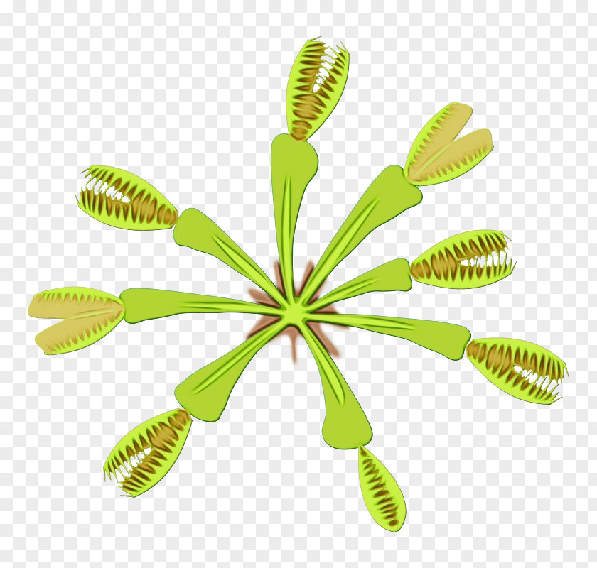 Nepenthes Vascular Plant Leaf Green Flower Grass PNG