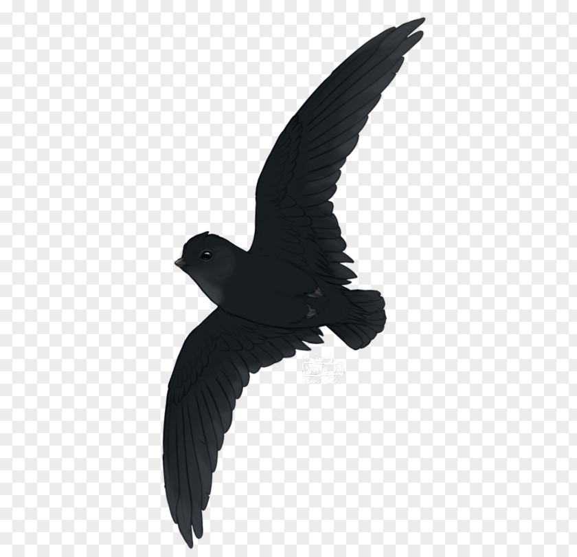 Bird Archaeopteryx Yixian Formation American Crow Dinosaur PNG