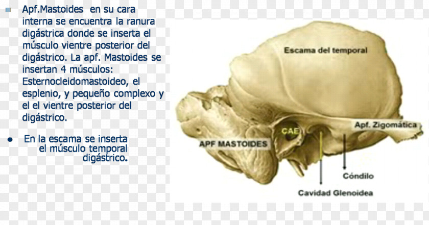 Ear Temporal Bone Mastoid Process Human Anatomy PNG