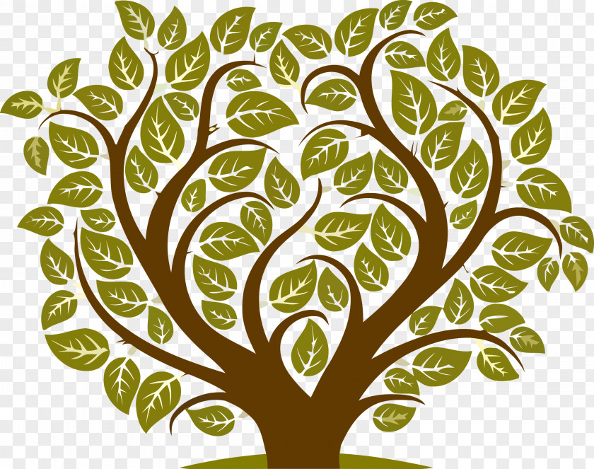 Leaf Green Tree Plant Woody PNG