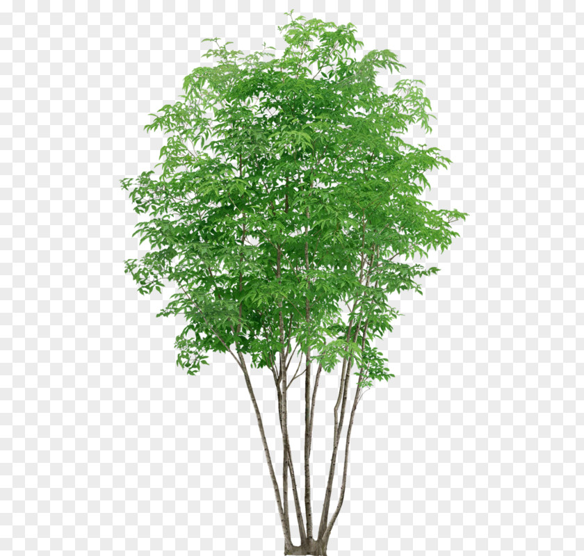 Plane Plant Stem Neem Tree PNG
