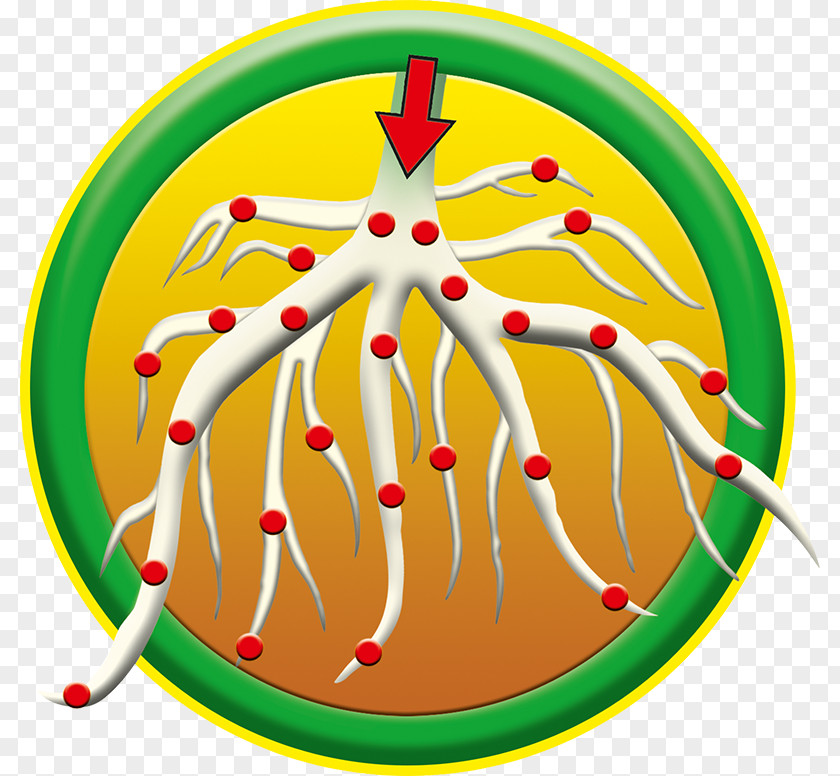 Shamrock Foods Systems Divisioncolorado Maleic Anhydride Acid Hydrazide Keyword Tool PNG