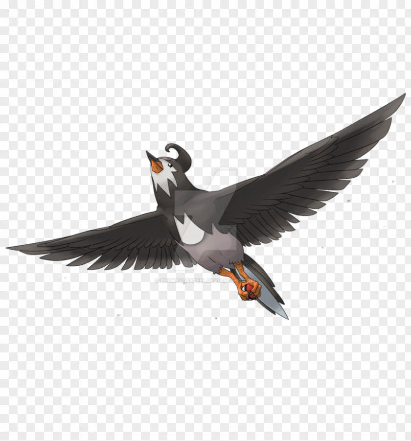 Steel Pan Puffin Browser Fauna Beak Feather PNG