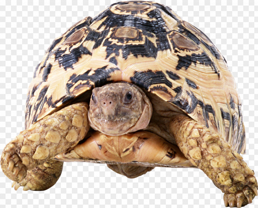Turtle Tortoise Reptile PNG