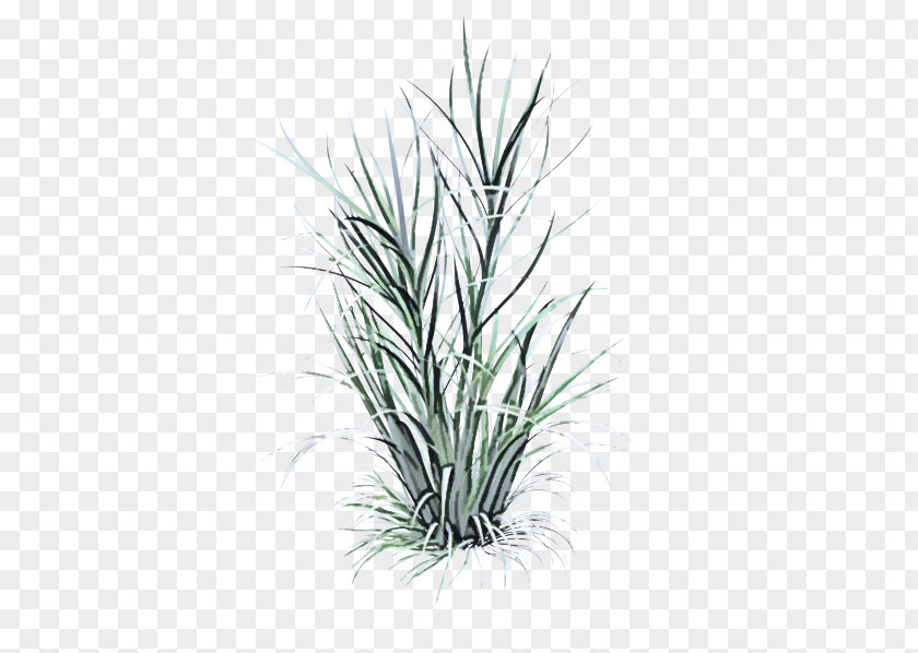 Herb Flowering Plant Grass Yucca Family Flower PNG