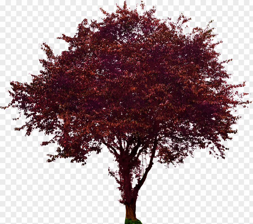 Plum Vector Tree Flowering Dogwood Maple PNG