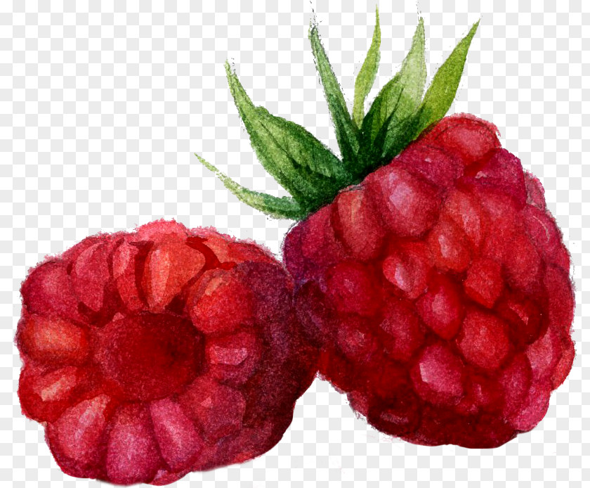 Raspberry Watercolor Painting Mxfbre PNG