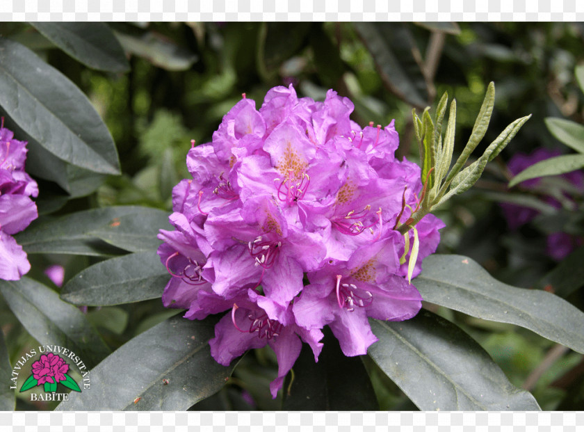 Rhododendron Calendulaceum Azalea Annual Plant Herbaceous PNG