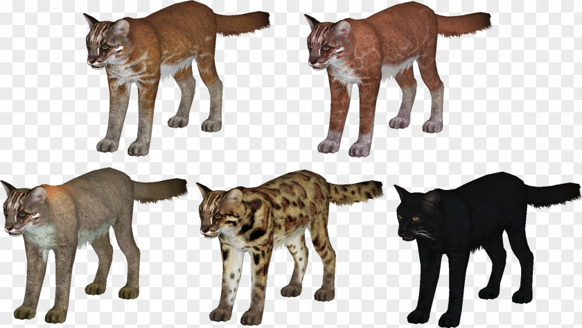 Zoo Asian Golden Cat Tycoon 2 Cougar PNG