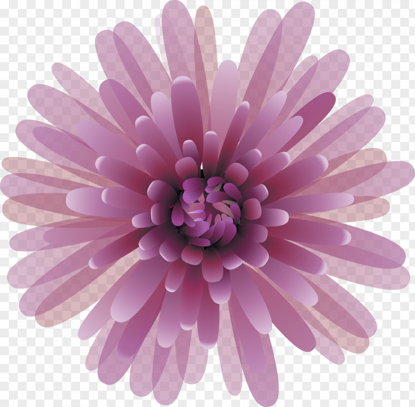 Chrysanthemum Clip Art Image Lilac PNG