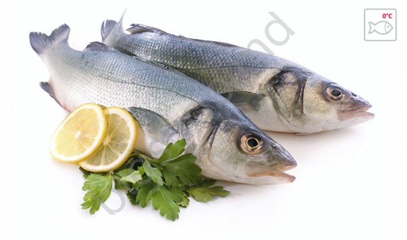 Fish Oily Seafood Eating PNG