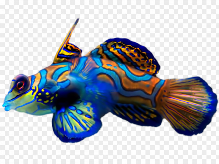 Fish Synchiropus Splendidus Tropical Dragonet Clownfish PNG