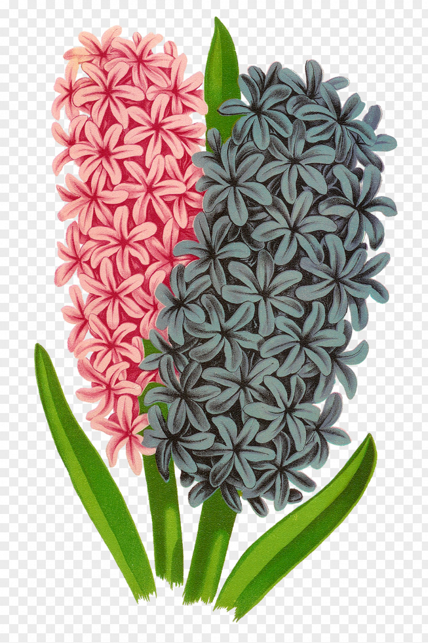 Hyacinth Flower Hyacinthus Orientalis Drawing Clip Art PNG