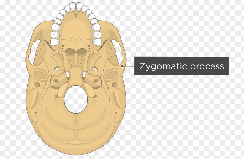 Skull Pterygoid Hamulus Processes Of The Sphenoid Medial Muscle Lateral PNG