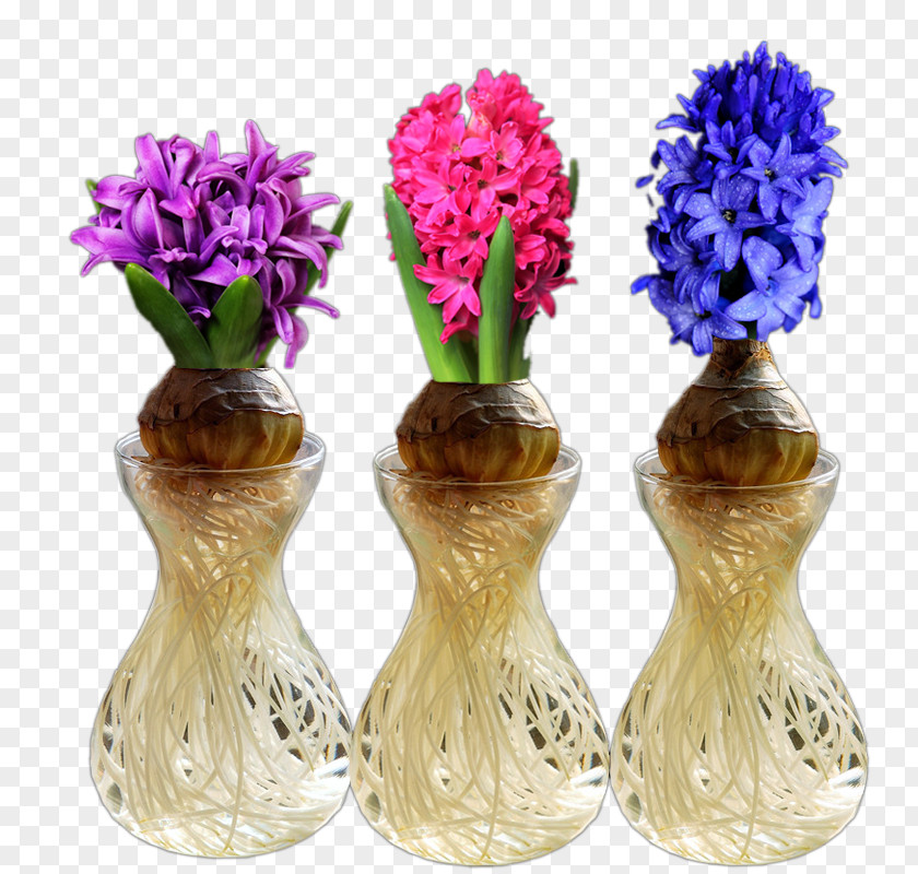 Water Hyacinth Plant Hyacinthus Orientalis Cut Flowers Common Blue PNG