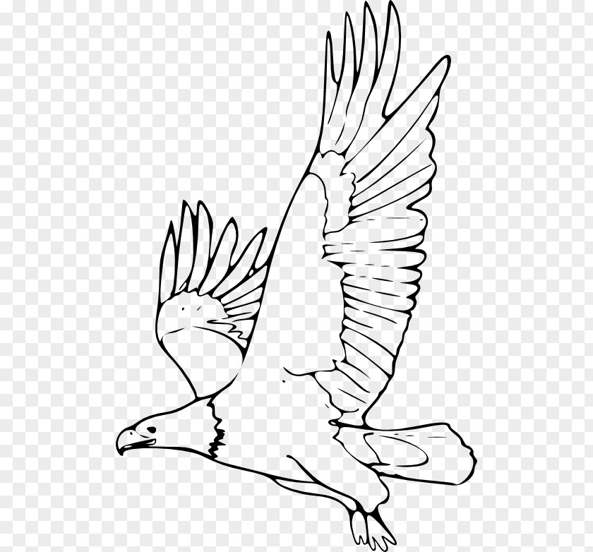 Color Drawing Bald Eagle Black-and-white Hawk-eagle Clip Art PNG