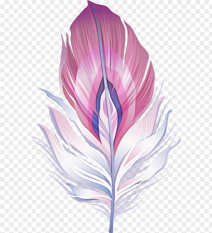 Feather PNG