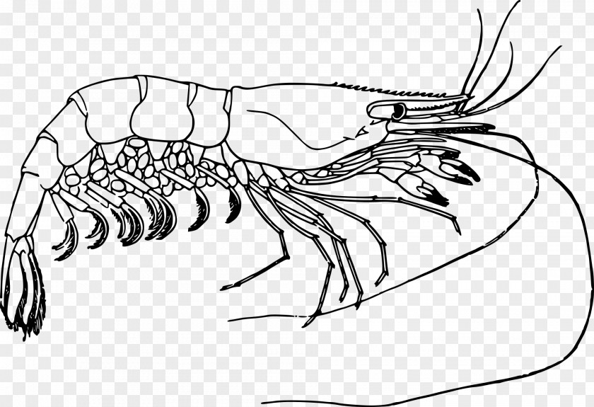 Lobster Drawing Prawn Clip Art PNG