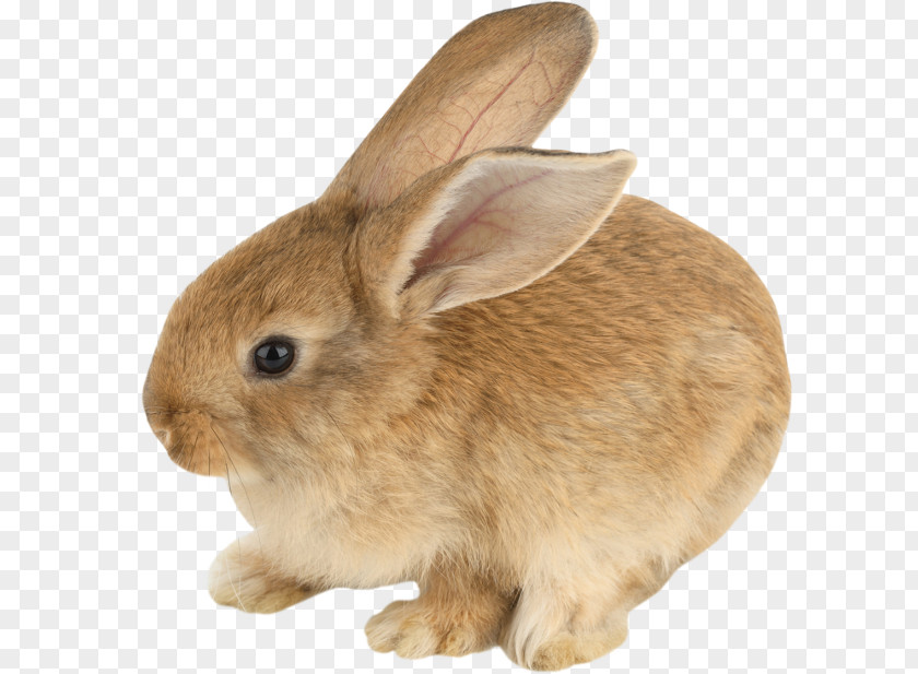 Rabbit Domestic Hare Whiskers Fur PNG