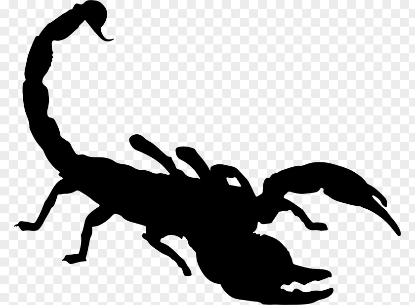 Scorpion Drawing Clip Art PNG