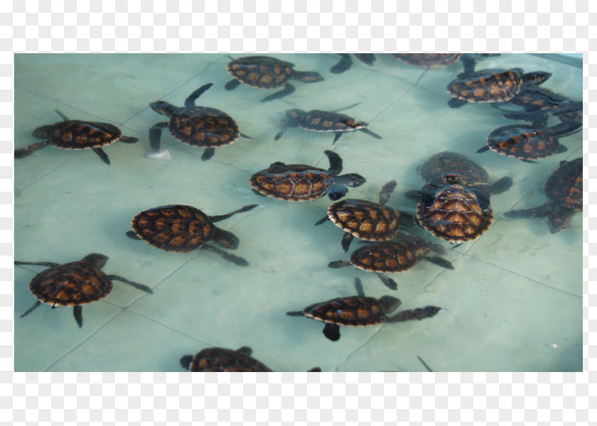 Turtle Box Turtles Tortoise Sea Invertebrate PNG