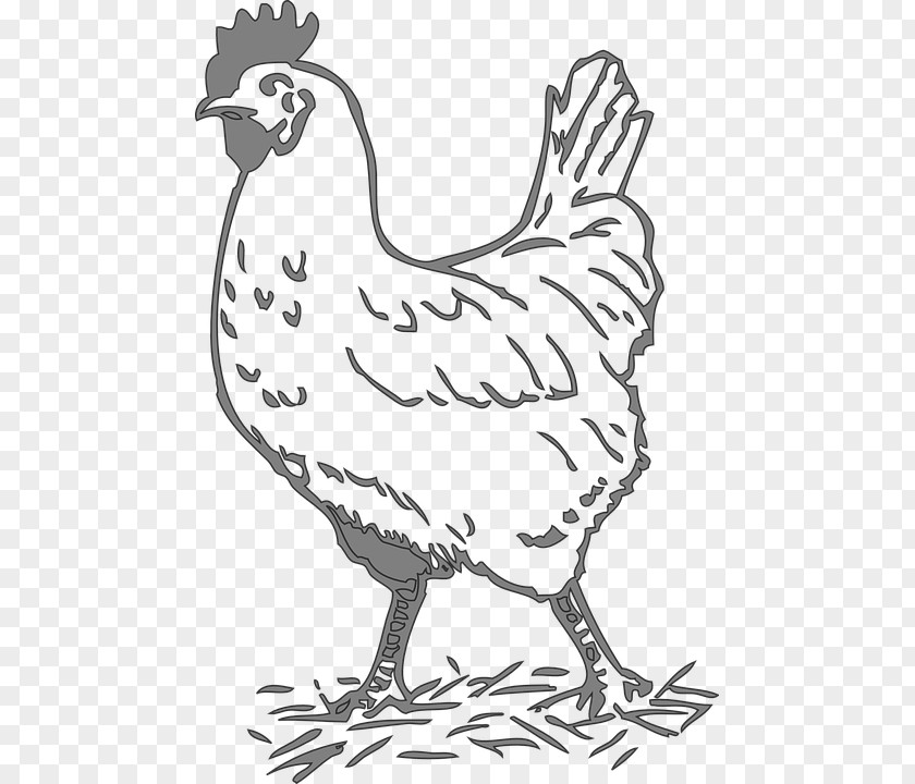 Ayam Potong Leghorn Chicken Rooster Clip Art Poultry The Little Red Hen PNG