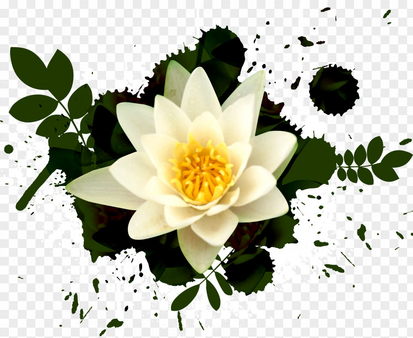 Creative Background Ink Splashes Water Lily Download Computer File PNG