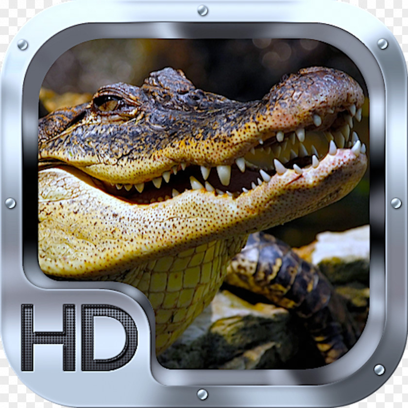 Crocodile Desktop Wallpaper High-definition Television Display Resolution Video PNG